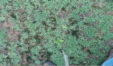 We break down how to grow a lawn from grass seed into six simple steps. Planting Zoysia Grass From Seed Picture Guide - Page 2|Zoysias.com