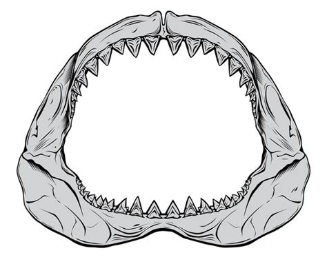Realistic Shark Mouth Drawing Img Bachue