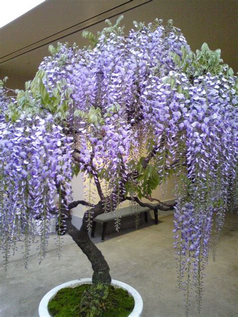 How fast does wisteria grow? Some of the most popular varieties include wisteria ...