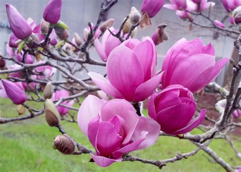 Download Magnolia Blossoms in Bloom | Wallpapers.com