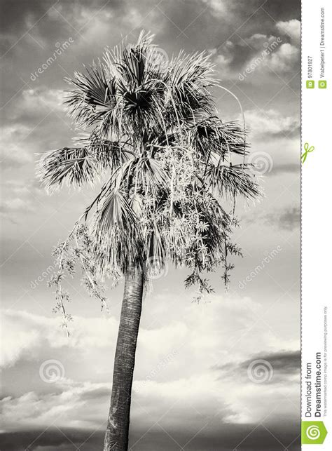 Palm Tree With Cloudy Sky In Sunset Colorless Stock Image Image Of