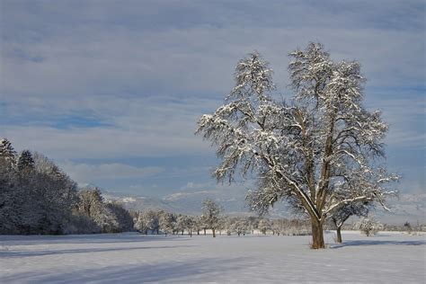 Winter Snow Nature Free Photo On Pixabay