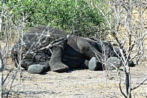 90 Elephants Killed By Poachers In Botswana