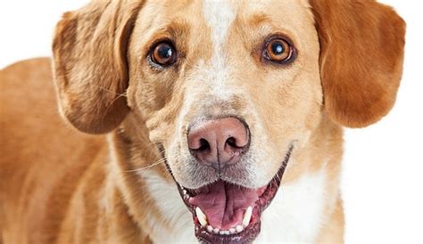 Beagle Lab Mix Beagador 1 Breed Info Fascinating Facts