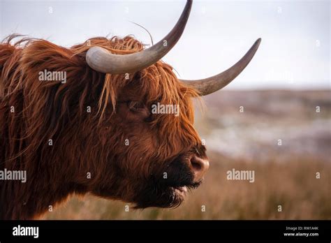 Highland Cattle Bò Ghàidhealach Heilan Coo Scottish Cattle Breed