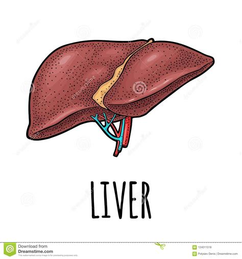 Human Anatomy Liver Vector Color Vintage Engraving Illustration Stock