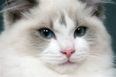 Ragdoll Breed Information and Photos | ThriftyFun