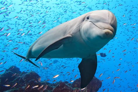 Sea Life Of Marine Animal And Facts About Ocean Mammals