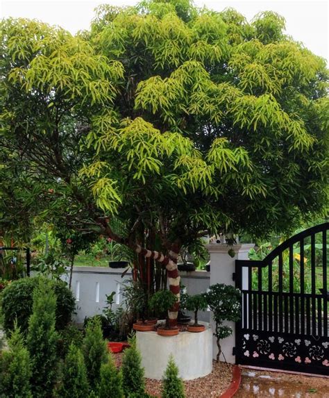 Just because you have a small garden doesn't mean you don't have room for trees. Ornamental trees for small gardens. - Lifezshining