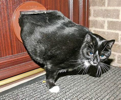 They might be the best part of the whole thing: Buzzfeed Cats UK (@BuzzFeedCats) | Twitter