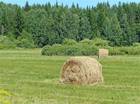 Fresh Hay Good Quality Hay Is Green And Not Too Coarse And Includes