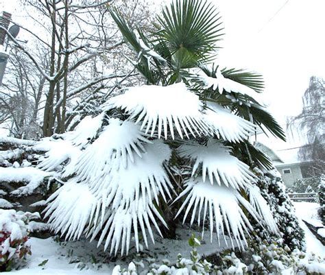 10 Ways To Protect Palm Trees From Winter Freeze Cold And Frost