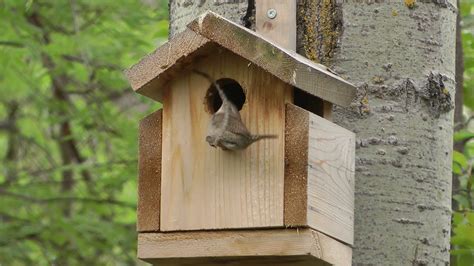 Wren Builds Nest In Bird House Youtube