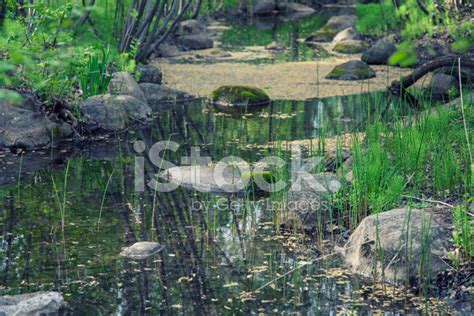 Small Stream And Reflections Stock Photo Royalty Free Freeimages