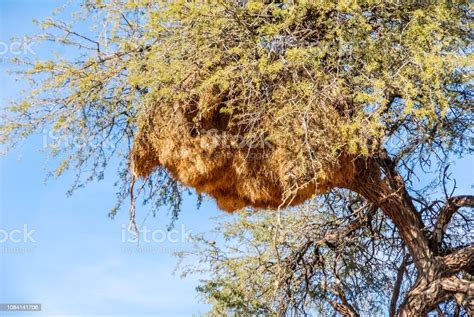 A Solitary Acacia Camelthorn Tree With A Sociable Weaver Nest In The