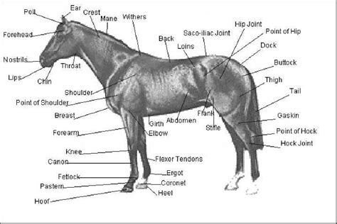 Horse Anatomy Stifle