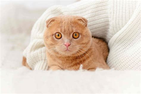 Scottish Fold Kedi Irkı Ve Özellikleri
