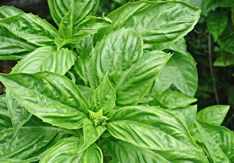 Top 10 Herbs To Grow For Cooking Birds And Blooms