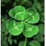 Ten Things You Never Knew Aboutshamrocks  Top 10 Facts Life