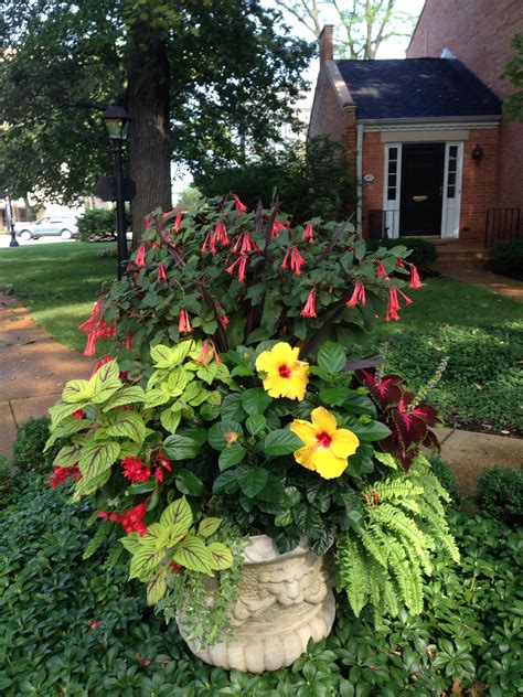 Good Combo Part Shade Container Plants Plants