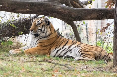 Resting Siberian Tigers Digital Images