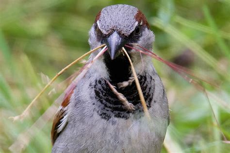 In kurzen filmen werden die 37 beliebtesten heimischen gartenvögel gezeigt. Stunde der Gartenvögel: Ergebnisse 2014 - NABU