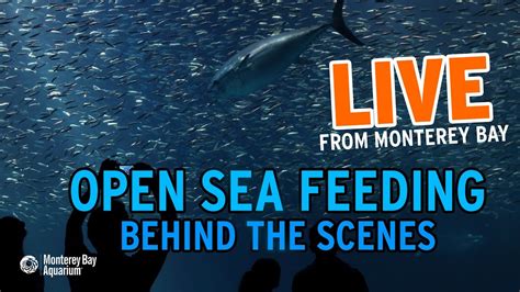 Behind The Scenes Of The Open Sea Feeding Live From Monterey Bay Youtube