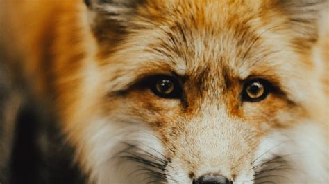 Use promo code thrive today, and save up to 45% off all shipments through september 15. Fox Close Up Face | HD Wallpapers