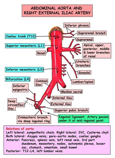 Where is the carotid artery: Instant Anatomy - Abdomen - Vessels - Arteries - Abdominal ...
