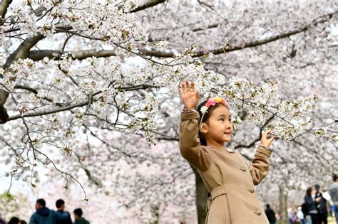 Cherry Blossoms Peak Bloom Forecast For April 3 National Park Service