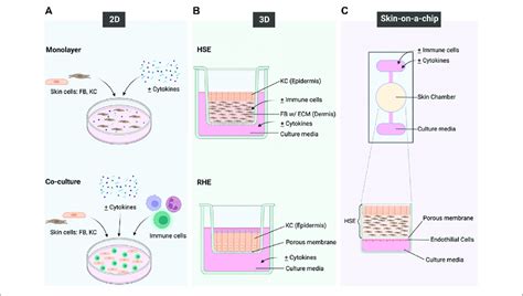 A Schematic Overview Of The In Vitro Models That Have Been Applied To