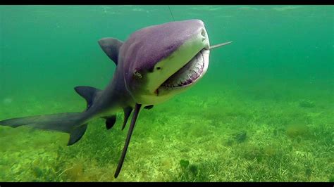 Key Largo Lemon Shark Fishing Florida Keys With Lain Goodwin Youtube