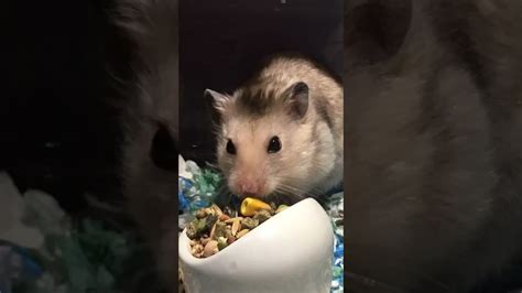 Leo The Hamster Youtube