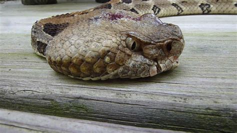 Are timber rattlers protected in texas. Rattlesnake Education and Awareness: When is it OK to kill ...