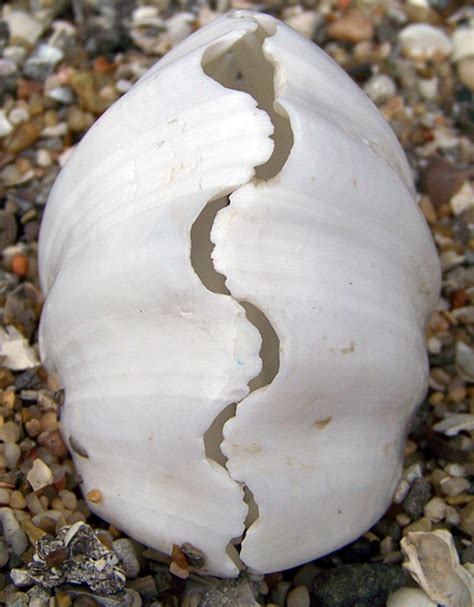 Beautiful Giant Clam Giant Clam Shell Ocean Treasures Snail Shell Shell Beach White China