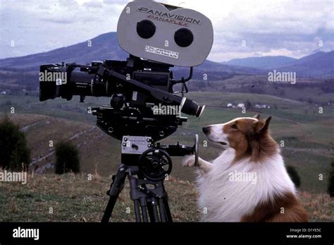 Lassie Lassie Lassie Local Caption 1994 Stock Photo Alamy