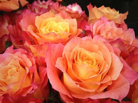 We did not find results for: Roses | Free spirit rose, Rose varieties, Orange wedding ...