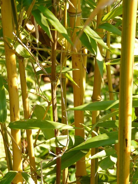 Free Photo Bamboo Node Bamboo Gold Bamboo Tube Yellow Bamboo Bamboo Garden Aureocaulis