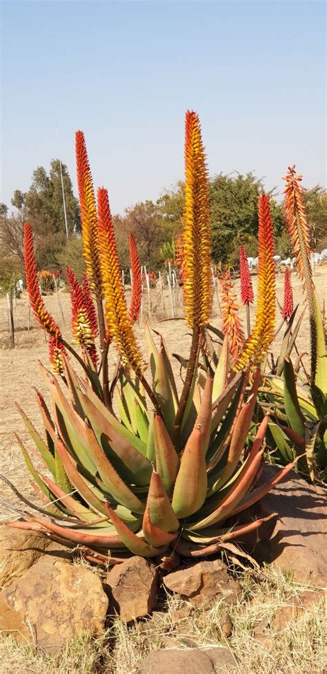 Aloe Hybrid In Flower Johans Hybrids Vaal Retreat August 2019 Aloe
