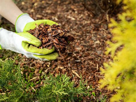 How To Mulch And Why Love The Garden