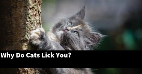 Why Do Cats Lick You Explained
