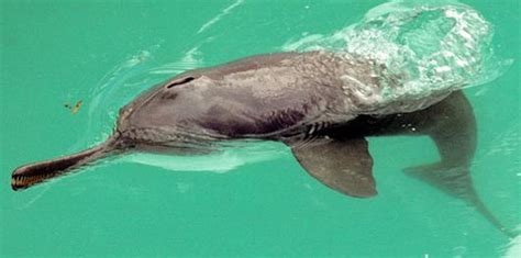 All dolphins have the following common 15. South Asian River Dolphin - Ganges, Indus, Blind Dolphin ...