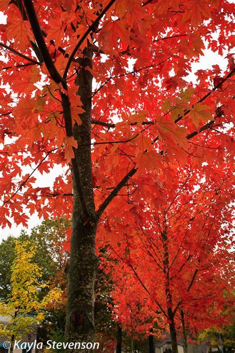 Red Maples Autumn Inspiration Forest Trees Tree Forest
