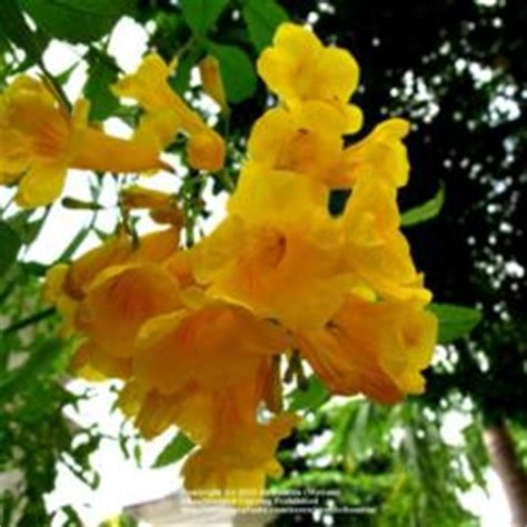 Put your tree directly in front of a window or scoot it outdoors to a sundrenched patio for the summer. Plant ID forum: Tropical yellow flowering tree.. - Garden.org