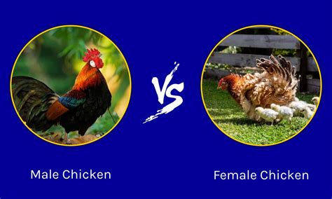 Male Vs Female Chicken The Key Differences A Z Animals