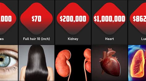 Price Comparison | Human Organs Prices - YouTube