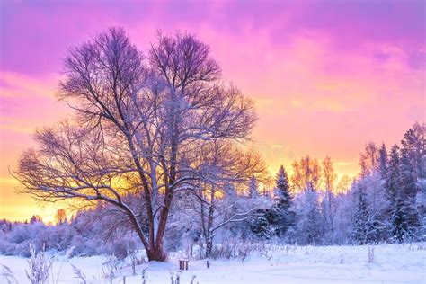 Winter Night Landscape With Sunset In The Forest Stock Image Image Of
