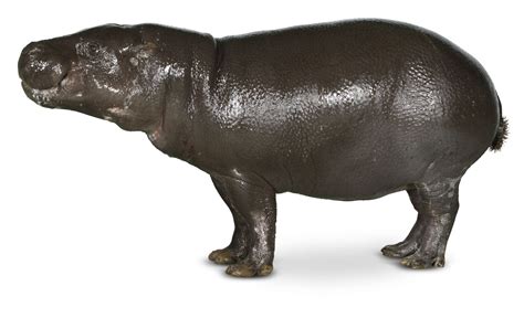 Pygmy Hippo Facts Pygmy Hippopotamus Size Dk Find Out