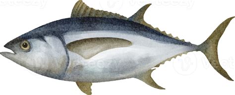 Watercolor Fish Tuna 16536687 Png
