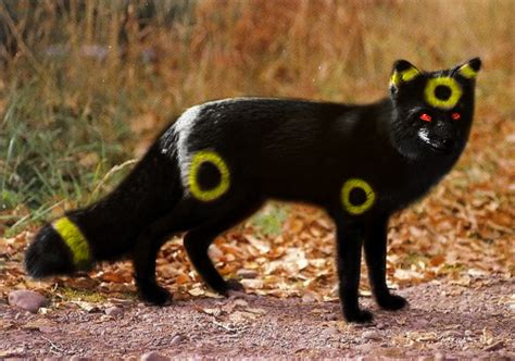 Real Umbreon By Lolovampire On Deviantart